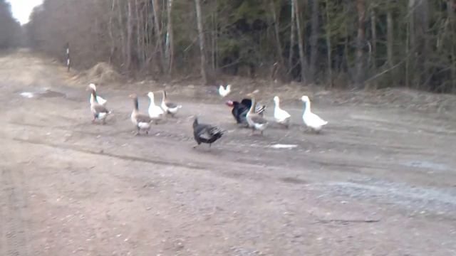гуси смотреть онлайн