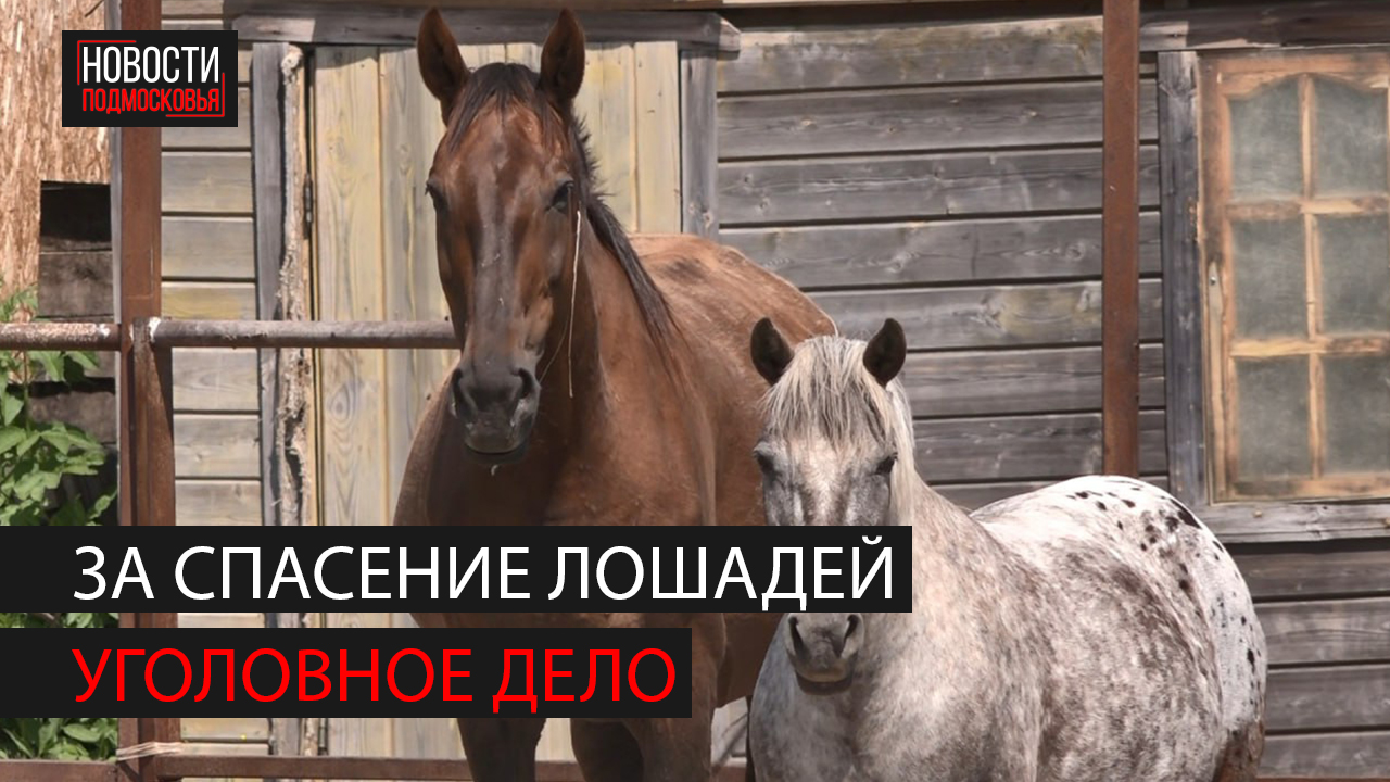 Уголовное дело возбудили против волонтера за кражу лошадей в Богородском округе смотреть онлайн