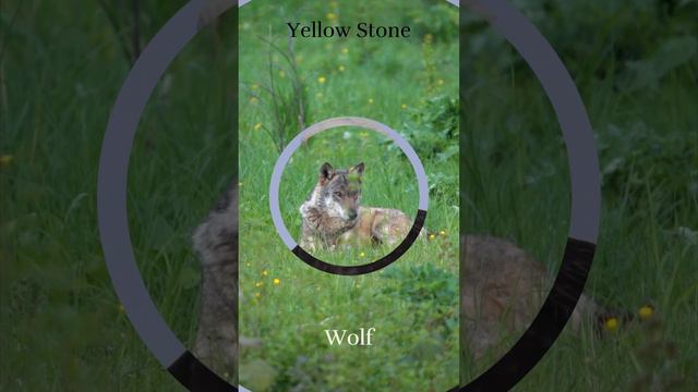 Yellow Stone: Wildlife Paradise #usa #america #wildlife смотреть онлайн