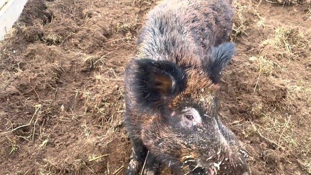 УРА!!!! ОН к НАМ ПРИШЁЛ!!! Солидол с Черничного хутора???