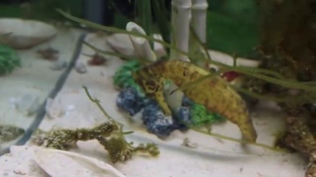 морской конек ест креветку смотреть онлайн