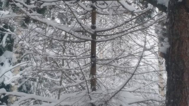 #Работа дятла в зимний день смотреть онлайн