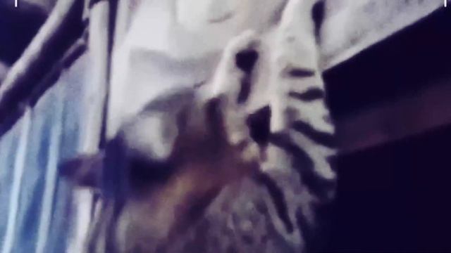 Накаченные Коты (EDIT) смотреть онлайн