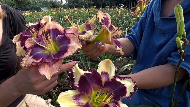 Опыление лилейников. Часть 3 / Сад Ворошиловой смотреть онлайн