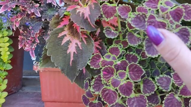 Колеусы. Мои первые миксы. Ошибки и промахи