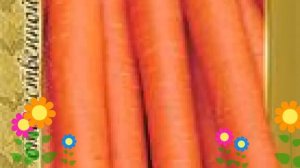 Морковь Нантская 4 (Nantskaya 4). Краткий обзор, описание характеристик, где купить семена