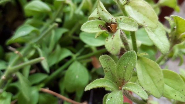 easy way to collect petunia seeds смотреть онлайн