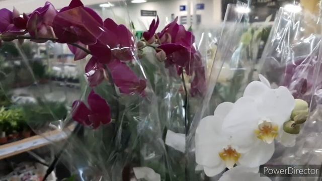 ОРХИДЕИ в ЛЕРУА! Прилетела Бабочка. Свежий привоз Орхидей 19.05.22. смотреть онлайн