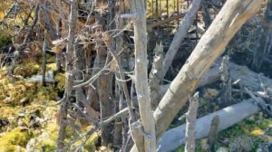 Ловушка для медведя