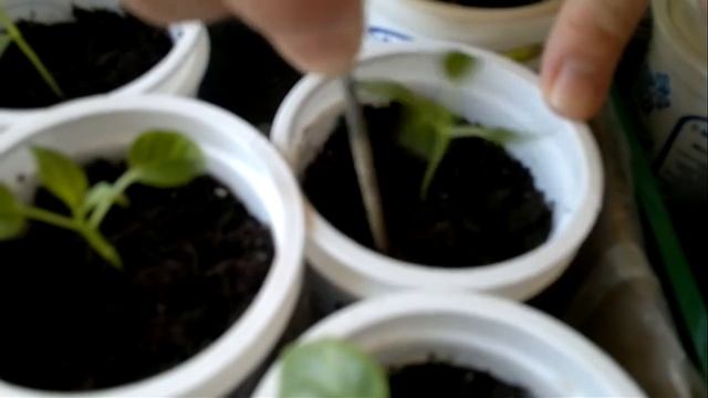Все секреты по уходу за перцем после его пикировки! смотреть онлайн