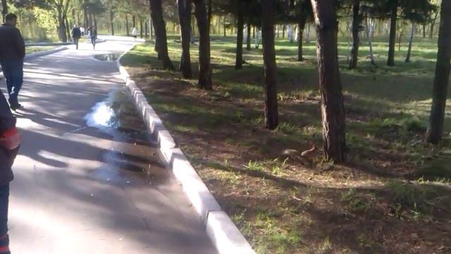 Белка в парке 30 лет ВЛКСМ смотреть онлайн