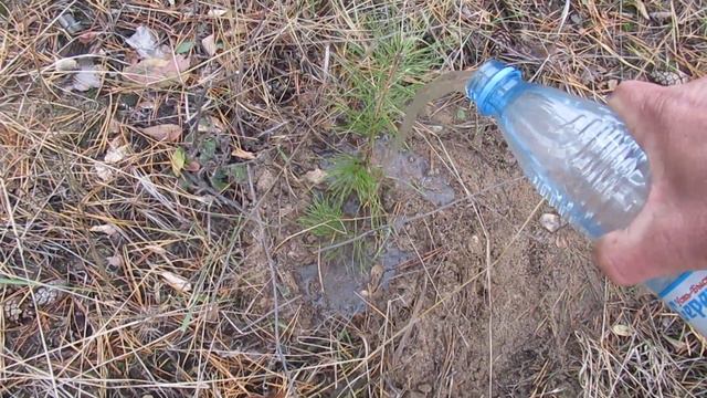 Виктор Безгодков. Посадить дерево. смотреть онлайн