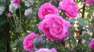 Роза Парад.