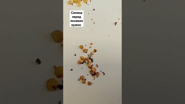 Перед посевом семена следует перебрать. #семена #дача #посевная смотреть онлайн