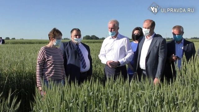 Ульяновские аграрии выращивают новые сорта пшеницы и сои смотреть онлайн