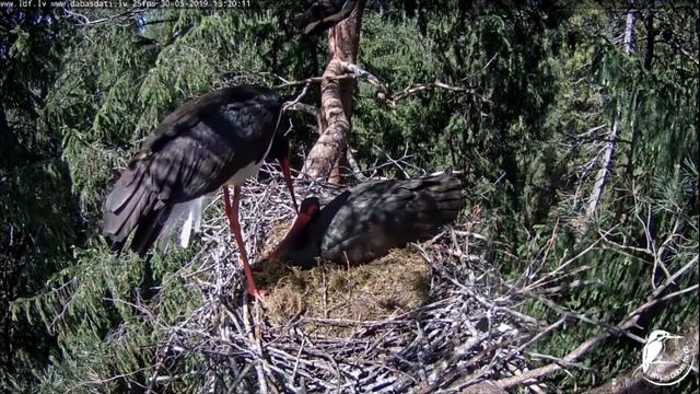 LDF Melnais stārķis~Kaupo, Gaja & another female~13:06 PM 2019/05/30 смотреть онлайн