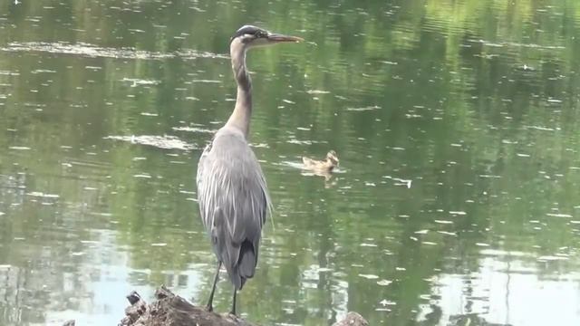 The Walk into the Wedding смотреть онлайн
