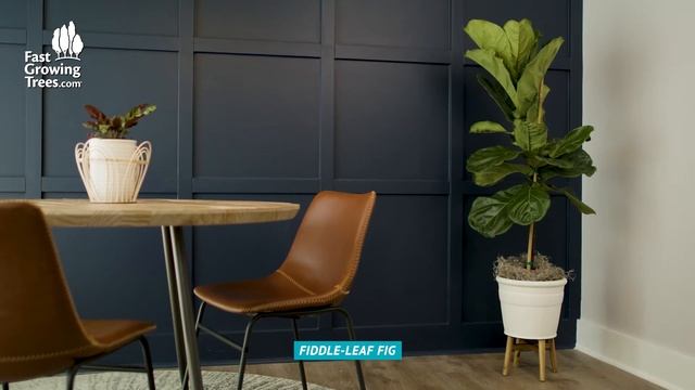 House Plant Light Conditions | How to Pick the Best Location смотреть онлайн