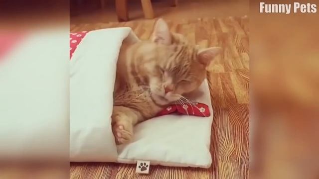 Я РЖАЛ ЦЕЛЫЙ ЧАС /СМЕШНЫЕ ЖИВОТНЫЕ/КОТЫ СОБАКИ И ДРУГИЕ/ТЕСТ НА ПСИХИКУ/ ПОПРОБУЙ НЕ ЗАСМЕЯТЬСЯ #10 смотреть онлайн