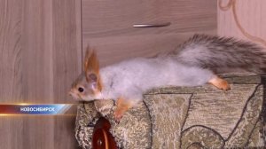 Ручная белка в городской квартире
