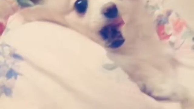 Не буди меня я сплю! Моя собака! смотреть онлайн