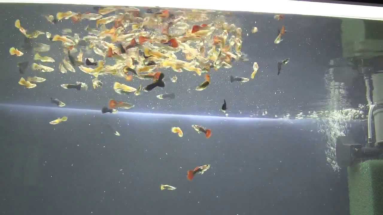 Как Гуппи рожает мальков. Нерестовик для мальков живородящих рыб смотреть онлайн