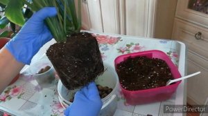 СПАТИФИЛЛУМ ПЕРЕСАДКА в домашних условиях. Что важно знать❗