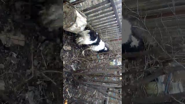 Собака ест яйца смотреть онлайн