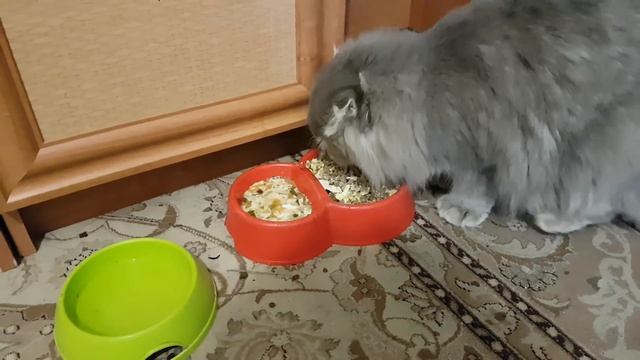 Мое утро. ЧЕМ МЫ КОРМИМ КОРМЯЩУЮ КОШКУ и НОВОРОЖДЕННЫХ КОТЯТ? Смешной кот Макс все знает смотреть онлайн