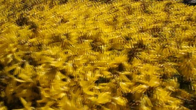 Королева Весна смотреть онлайн