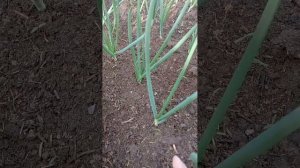 Китайский способ выращивания лука. Просто бомба!!!