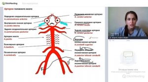 Кровоснабжение головного мозга. Виллизиев круг.