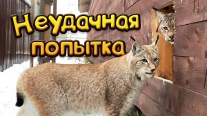 НЕУДАЧНАЯ ПОПЫТКА / Рыси гоняют Мартина