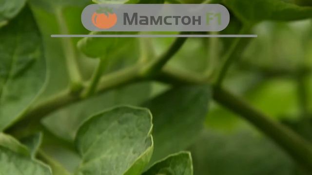 Гибрид томата Мамстон смотреть онлайн