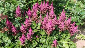 ЛУЧШИЕ СОРТА АСТИЛЬБЫ КИТАЙСКОЙ