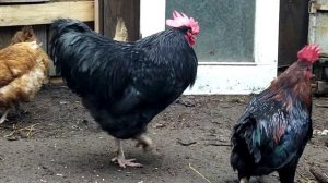 Бой петухов!!!