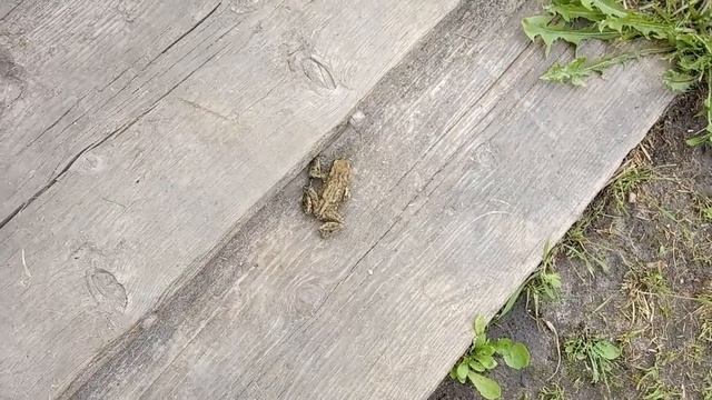 СУББОТА, БАННЫЙ ДЕНЬ.ДЕРЕВЕНСКИЙ ТИХИЙ ВЕЧЕР. смотреть онлайн