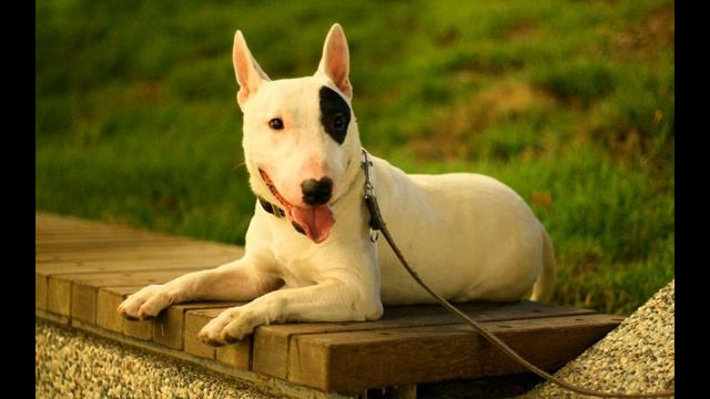 Бультерьер. Bull terrier. смотреть онлайн
