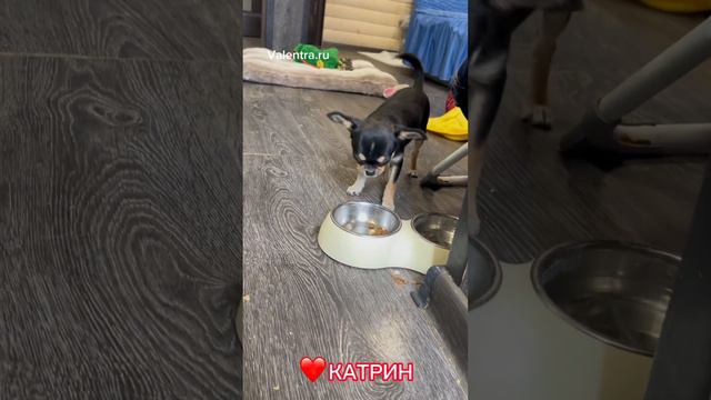❤️Готова к переезду в Ваш ДОМ #щенок #chihuahua #чихуахуа #щенкичихуахуа #puppy #купитьщенка смотреть онлайн