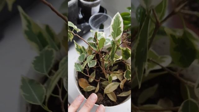 Неудачное черенкование фикуса Бенджамина / Моя ошибка /Выводы смотреть онлайн