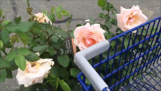 Urban Cottage Garden Visting Lowes Garden Center | Rosa Grandiflora Mother of Pearl смотреть онлайн