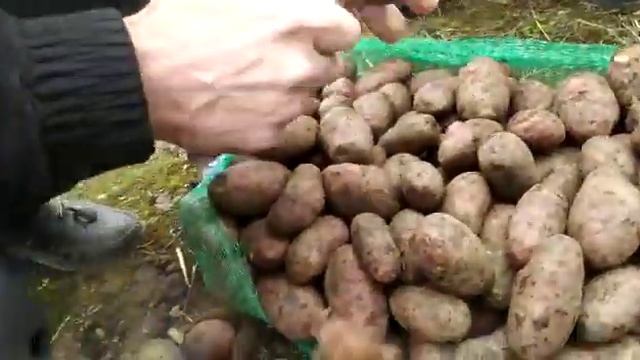 Картофель Ред Скарлетт из Брянской области от компании ОвощТорг оптом смотреть онлайн