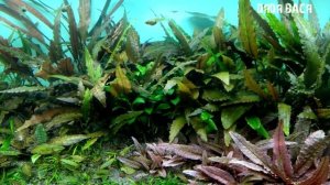 Криптокорина содержание и уход в аквариуме, условные виды! Размножение и категории Cryptocoryne!