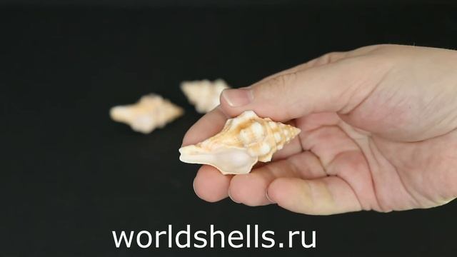Морская ракушка Латирус полигонус (Latirus polygonus) смотреть онлайн