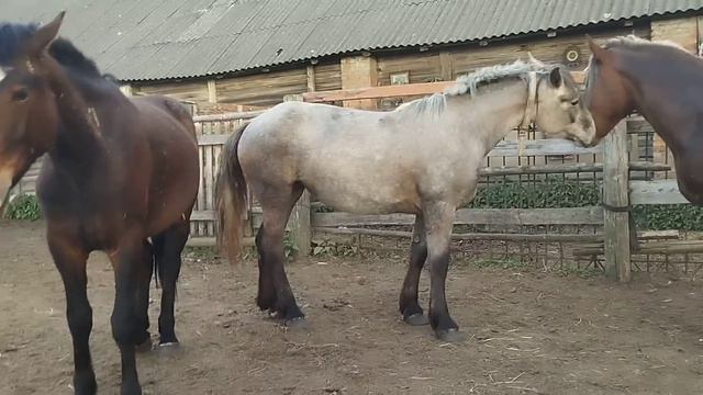 Жеребец думает с кем-то подружиться смотреть онлайн