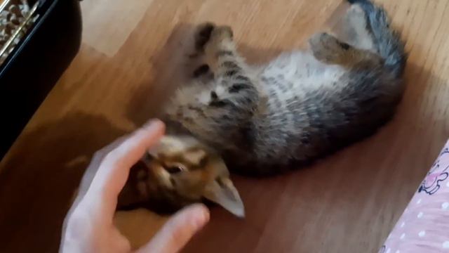 КАК УСТРОИЛИСЬ КОТЯТА / 10 КОТЯТ.