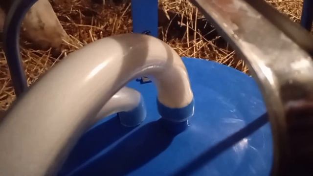 Дойка коровы доильным аппаратом! Сколько молока даёт корова Нота) смотреть онлайн