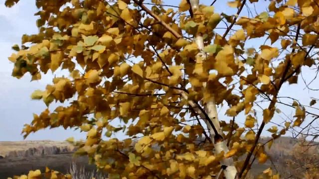 Берёза на ветру смотреть онлайн