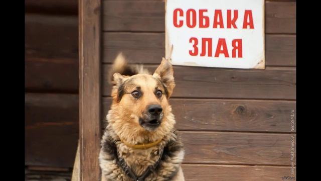 Позитивное видео