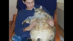 Котик ты мой котик, бархатный животик...